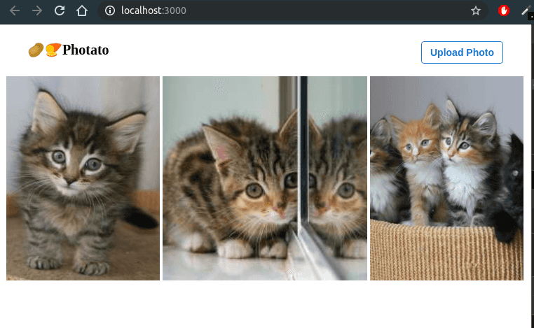 First Look With Kittens